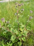 woolly burdock